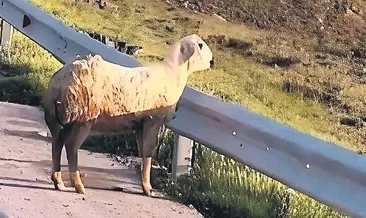 Bakanlıktan romantik koyun paylaşımı