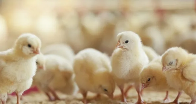 Civciv ne yer, nasıl beslenir? Civciv evde nasıl bakılır?