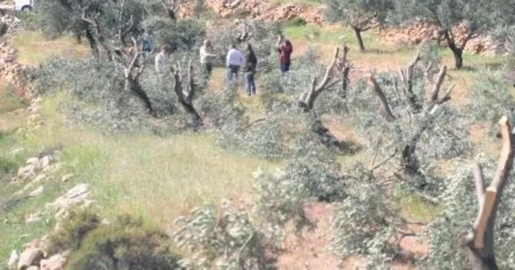 İşgalci Yahudiler, Filistinlilere ait 155 zeytin ağacını kesti