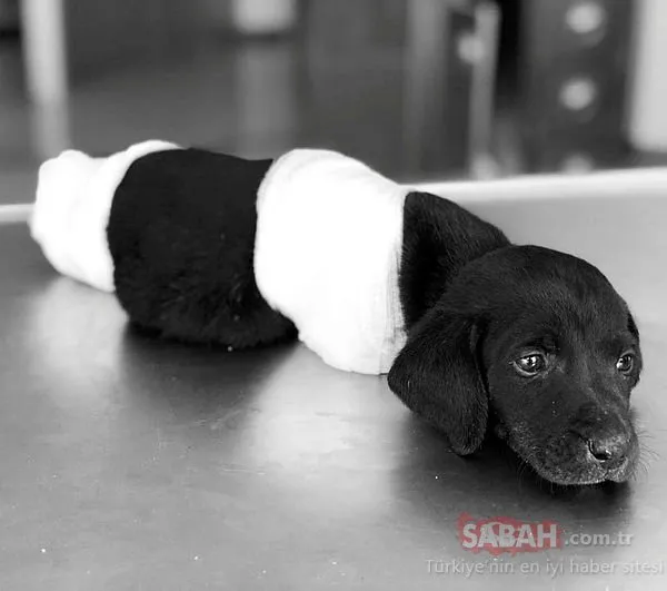 Sakarya’da bacakları kesilerek öldürülen yavru köpekle ilgili validen flaş açıklama