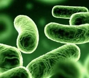 Bakteriler hakkında 25 ilginç gerçek