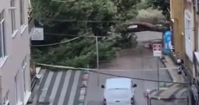 Parktaki dev ağaç yola devrildi!