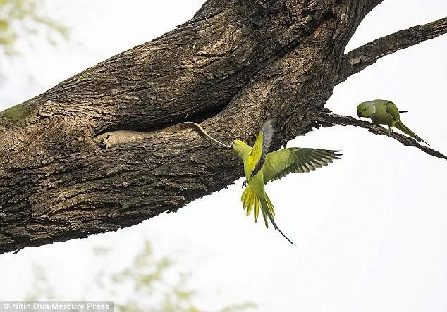 Yavrularını korumaya çalışan kuşun kertenkele ile mücadelesi