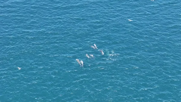 Yunuslar İstanbul Boğazı'nda