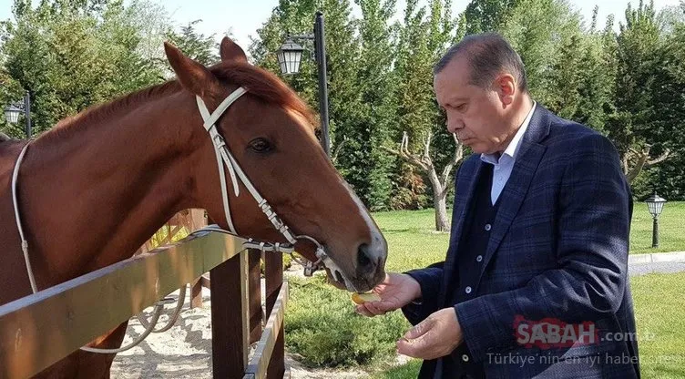 Bekmezci hakim karşısında! Davada çarpıcı son dakika ifadesi: Erdoğan'ı attan düşürmek için...