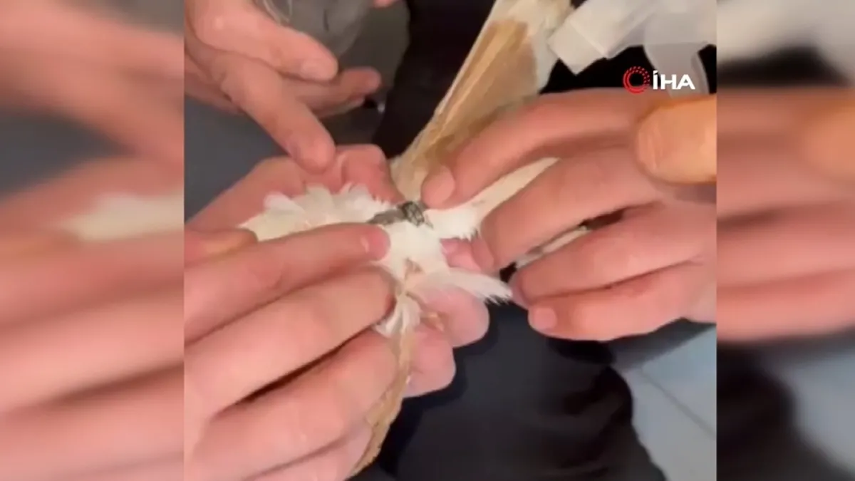 Güvercinin ayağına dolanan demir bilezik itfaiye ekibince çıkartıldı Güvercinin ayağına dolanan demir bilezik itfaiye ekibince çıkartıldı