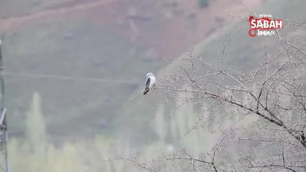 Akçaylak kuşu Van'da ilk kez görüntülendi | Video
