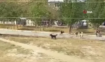 Başkent’te köpek sürüsü kız çocuğuna saldırdı