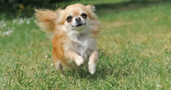 Chihuahua Bakımı ve Özellikleri - Chihuahua Nasıl Bakılır ve Eğitilir, Ne Kadar Büyür?
