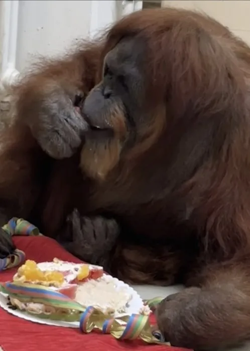 Dünyanın en yaşlı orangutanı doğum gününü kutladı! Yaşını duyanlar inanamıyor...