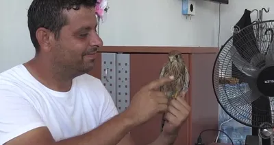 Adıyaman Besni’de atmaca yavrusu ile lokantacının dostluğu görenleri şaşırtıyor