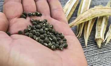 Bağışıklığı güçlendiren en etkili besin!