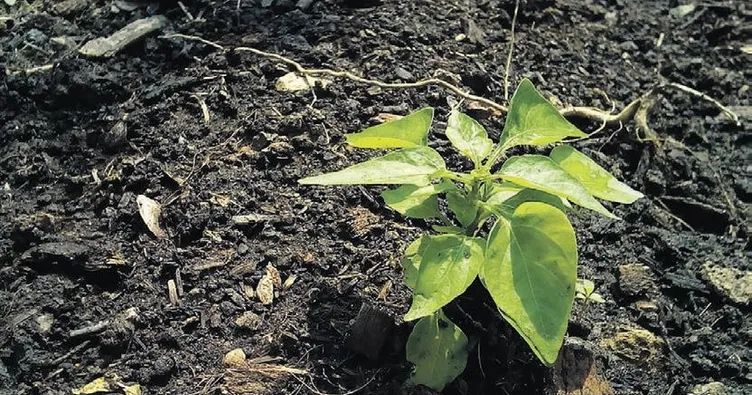 15 yılda 4 milyar fidan dikildi