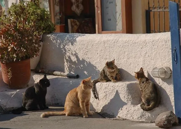 Yunanistan’da hayvanlar aç, sokaklar cins kedi dolu