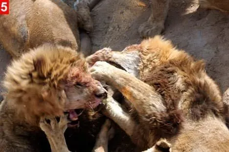 Çin’de aslanlara koyun parçalattılar