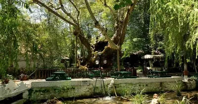 Kanuni’yi gölgesinde dinlendiren bu çınar, 854 yıldır yaşıyor