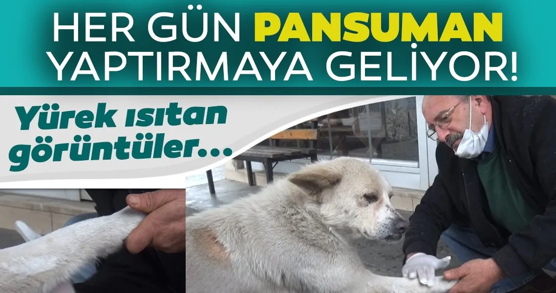 yarali kopek kapisini caldi patisini boyle uzatti son dakika haberler