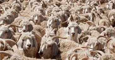 Koyunların arasındaki kurdu 10 saniyede fark edebilir misiniz? Yalnızca 32 dahi bu testte başarılı olabildi!