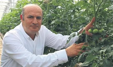 Domates üreticisi destek bekliyor