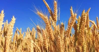 TMO Buğday alım fiyatları açıklandı mı, ne zaman açıklanacak? 2023 Buğday alımı taban ve tavan ne kadar, kaç TL oldu?