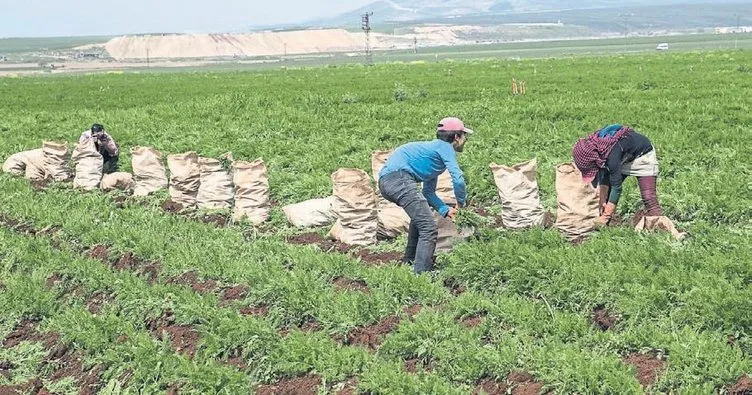 Çamurlu tarlaların turuncu bereketi