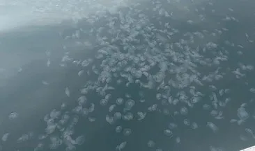 Marmara Denizi’ndeki balık stokları denizanası tehdidi altında