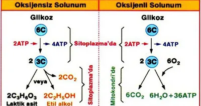 Oksijenli solunum evreleri nelerdir?