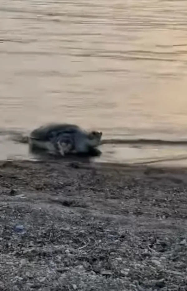 bodrum-sahilinde-caretta-caretta-kiyiya-cikti-1742999178547.jpg