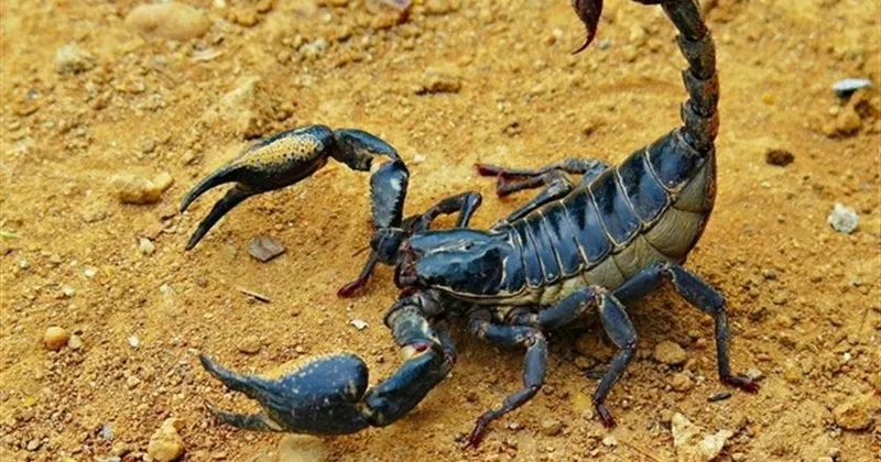 ruyada akrep gormek ne anlama gelir ruyada akrep sokmasi ve oldurmek ne demek ruya tabirleri haberleri