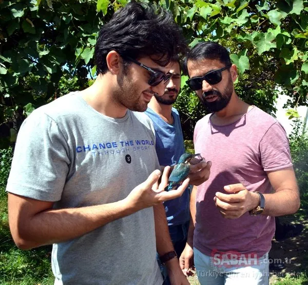 Zonguldak'ta yaralı olarak bulunan bayağı yalıçapkını yetkililere teslim edildi