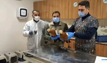Şanlıurfa’da tedavi edilen kuşlar doğaya salındı