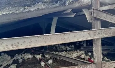 Sakarya’da korkunç olay: 25 bin tavuk telef oldu!