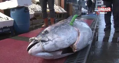 Dev orkinos balığı ilgi odağı oldu | Video