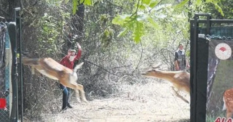 2 dişi alageyik doğaya bırakıldı