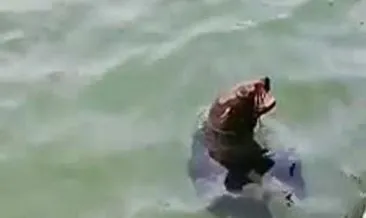 Nesli tükenme tehlikesinde olan Akdeniz foku Bodrum’da görüntülendi