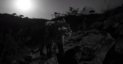 Siyah leopar 100 yıl sonra görüntülendi