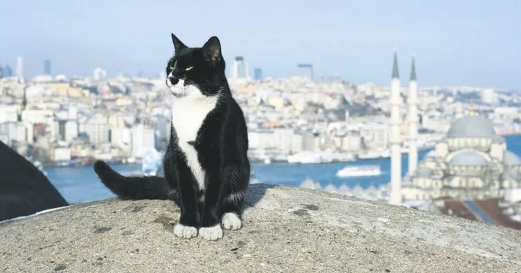 Kedilerin anavatanı Türkiye