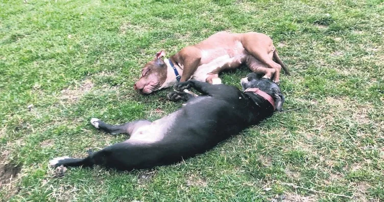 Çocuk parkında dehşet