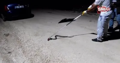 Tavuğun altından yumurta almaya çalışan adam neye uğradığını şaşırdı...1,5 metrelik engerek yılanı yakaladı | Video