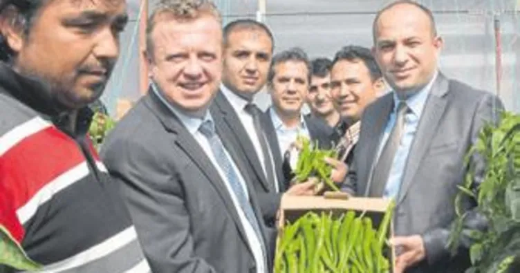 Yeni sivri biber ‘Özge’ tanıtıldı