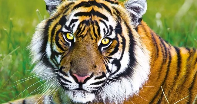 Rüyada kaplan görmek ne demek? Rüyada kaplan avlamak ve beslemek ne