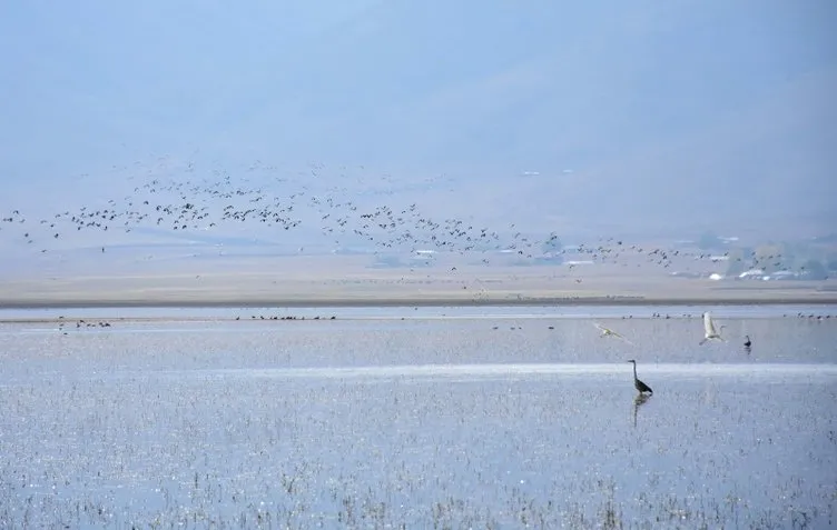 Kuşların göç güzergahı: Muş Ovası