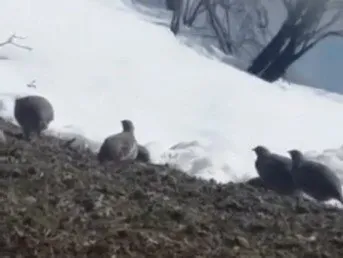 Dağ keklikleri beslenirken görüntülendi