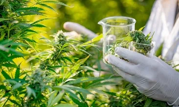 Kenevir politik bir bitkidir