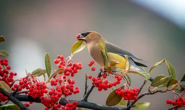 Kuşlar neden ekşi meyveleri sever?