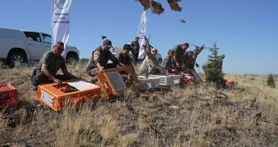 Kırıkkale'de keklikler