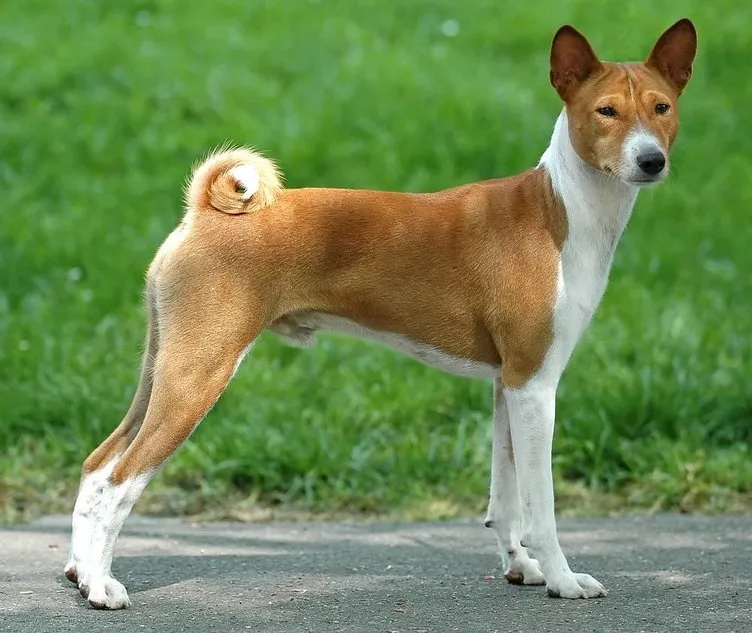 Dünyanın en güçlü 15 köpeği Sayfa 1 Galeri Dünya 28 Eylül 2018 Cuma