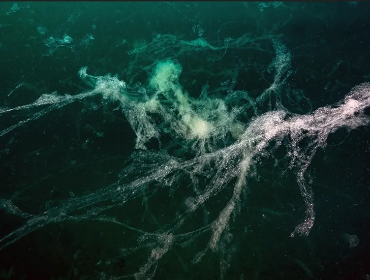 Marmara Denizi’nde korkutan durum: Müsilaj 24 metreye kadar ulaştı!