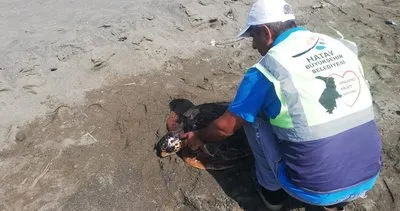 Yaralı Caretta Caretta tedaviye alındı #hatay