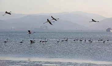 İzmit Körfezi’nde 351 flamingo kanat çırpıyor #kocaeli